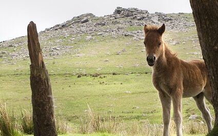 dartmoor impact on tourism